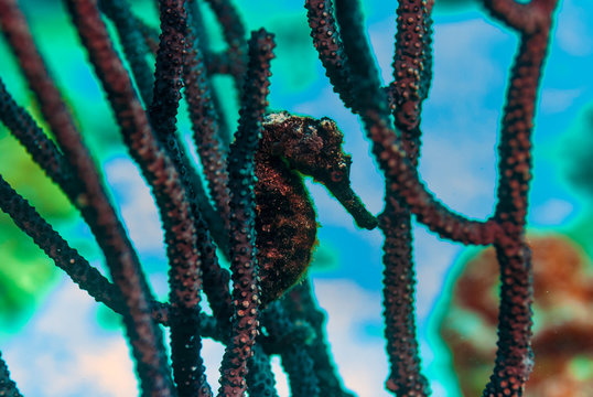 Closeup Of A Common Black Seahorse