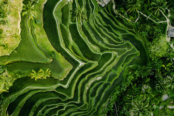 Landschap van de rijstvelden en het rijstterras Tegalalang bij Ubud van het eiland Bali in Indonesië in Zuidoost-Azië. Luchtfoto drone-weergave.