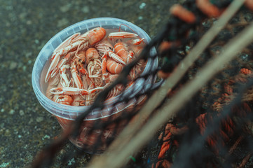 Freshly boiled swedish shrimps in a bucket from a fisherman on Vrångö island.