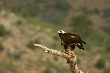 Spanish imperial eagle (Aquila adalberti), also known as the Iberian imperial eagle, Spanish or Adalbert's eagle feeding with a death rabbit.
