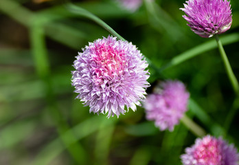 pink flower in garden