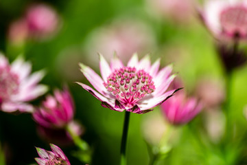 pink flower with water drops of dew