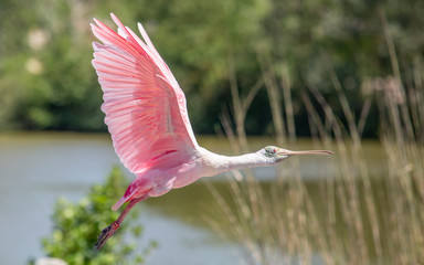 Parc des oiseaux 3/4
