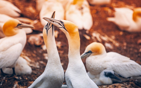 Nibard Bilder Durchsuchen 9 Archivfotos, und Videos