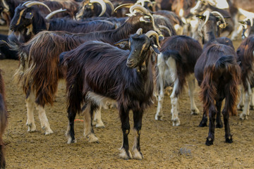 Exploitation of goat cattle.