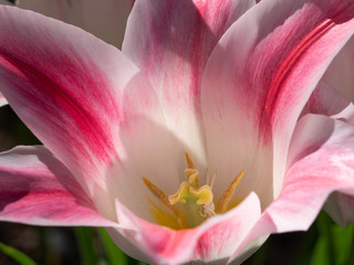 Tulip, Tulipa