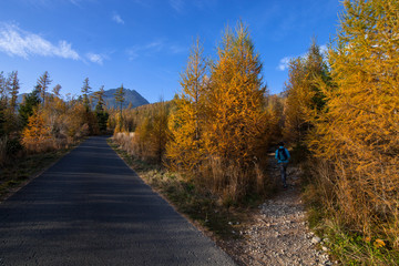 road in autumn forest - 314775845