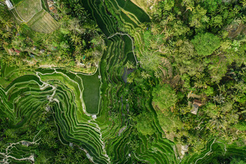 Landscape of the ricefields and rice terrace Tegalalang near Ubud of the island Bali in indonesia...