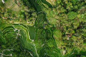 Badkamer foto achterwand Landscape of the ricefields and rice terrace Tegalalang near Ubud of the island Bali in indonesia in southeastasia. Aerial drone view. © irengorbacheva