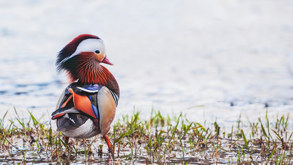 Canard mandarin 3