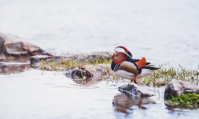 Canard mandarin 2