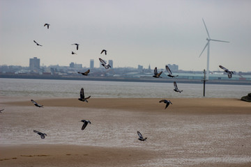 seagulls on the beach