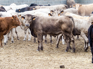 Breeding of cattle