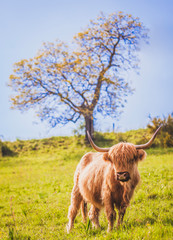 Vache highland 9