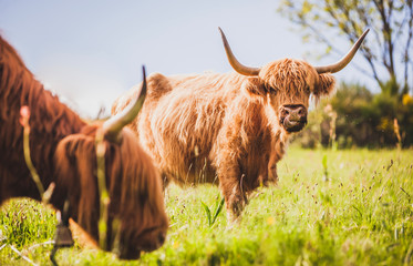 Vache highland 8