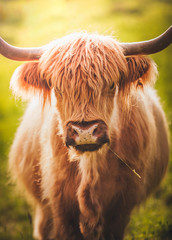 Vache highland 6