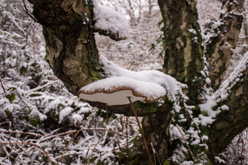 brown fungus on a tree