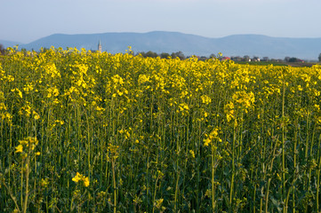 Yellow and green field of blooming canola on a blue sky and mountains background. Wilamowice is a rural town in southern Poland, situated in the Bielsko County, Silesian Voivodeship, Europe.