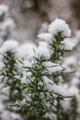 branch of a tree in winter