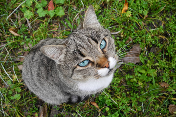 Gray blue eyed street cat on grass looks into the eyes of passerby, asking for food.