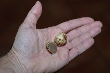 Specimen of white truffle in the foreground in one hand
