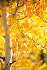 Close-up of Aspen Tree