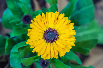 Yellow marigold flowers close up