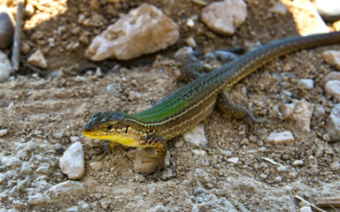 lizard resting in the shade