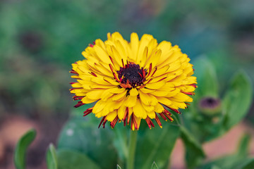 Yellow marigold flowers close up