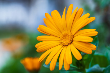 Yellow marigold flowers close up