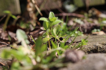 Grüne Pflanzen als Hintergrund - Wiese, Bodendecker, unkraut 
