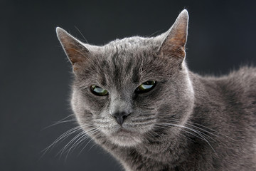 Studio portrait of a beautiful grey cat on dark background