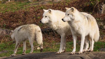 Naklejka na ściany i meble Arctic Wolves in nature