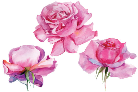 Set of pink roses Watercolor Illustration Isolated