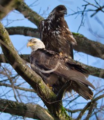 Eagles Flying and in Trees