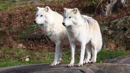 Arctic Wolves in nature