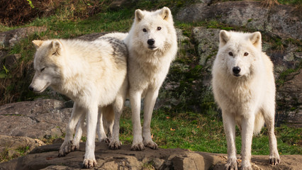 Arctic Wolves in nature