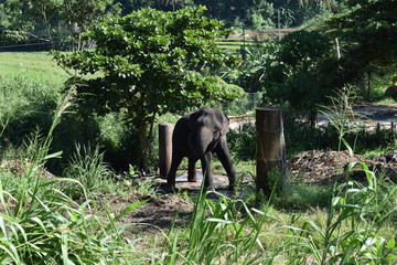Fototapeta premium viaje a sri lanka