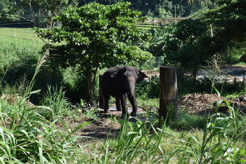 viaje a sri lanka