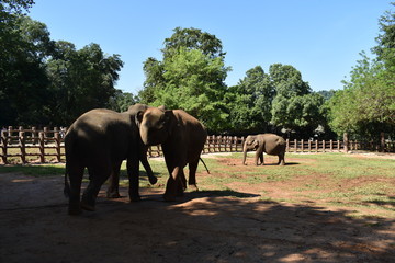 viaje a sri lanka