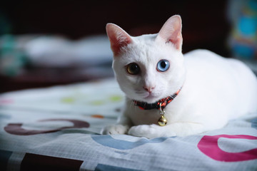 Khao Manee Siamese Cats is sitting on the table and looking at the camera