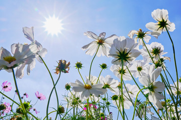 White and Pink cosmos flower with blue sky and cloud background