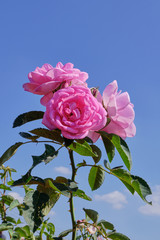Rose pink flower in garden