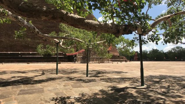 Anuradhapura, Sri Lanka, view of the branches of the sacred tree in front of the temple 4K