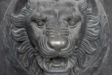 Obraz premium head of lion