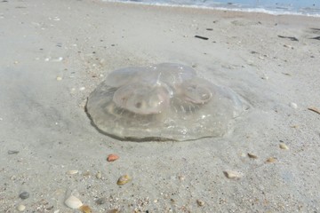 Limpid Jellyfish on sand background in Atlantic coast of North Florida 