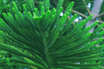 Green pine leaves in the garden
