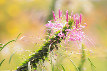 Pink flower and leaf on blur background