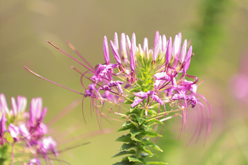 pink flower and leaf on blur background