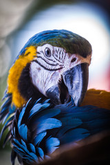 Blue and gold macaw